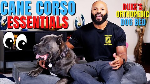 Cane Corso Essentials: Duke Gets a REAL Bed!