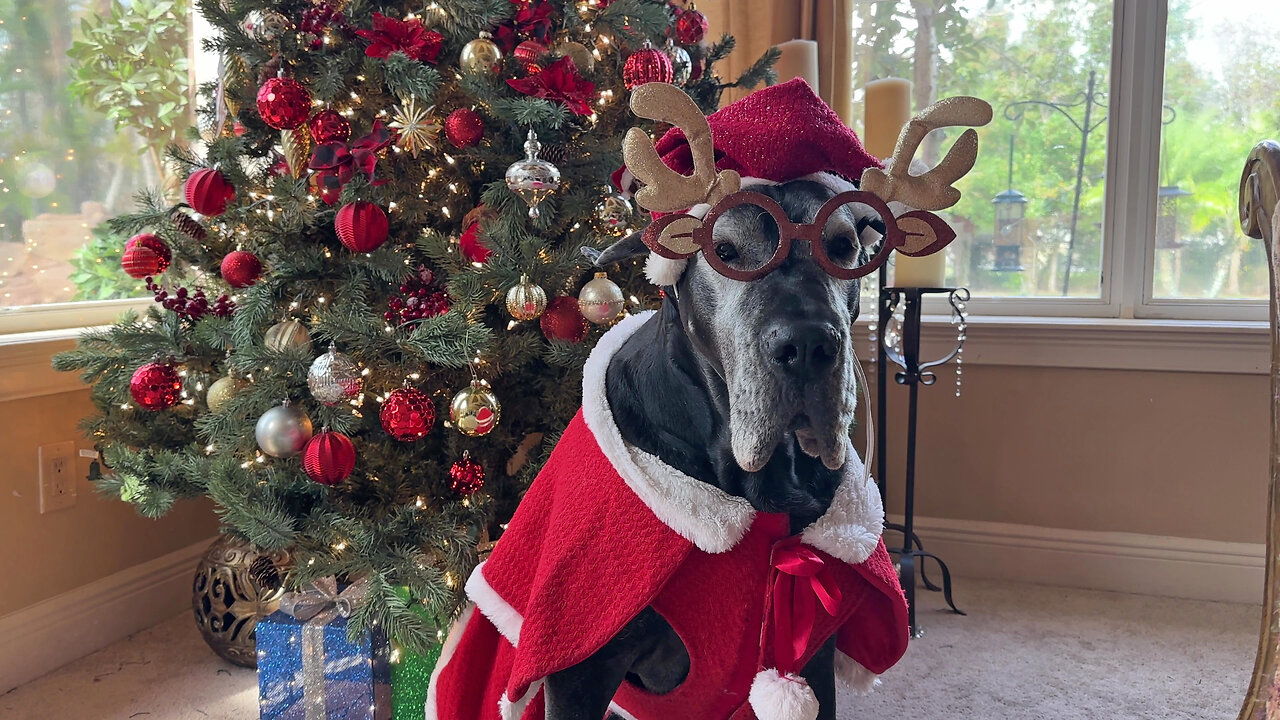 Festive Great Dane Rocks Christmas Dress & Glasses