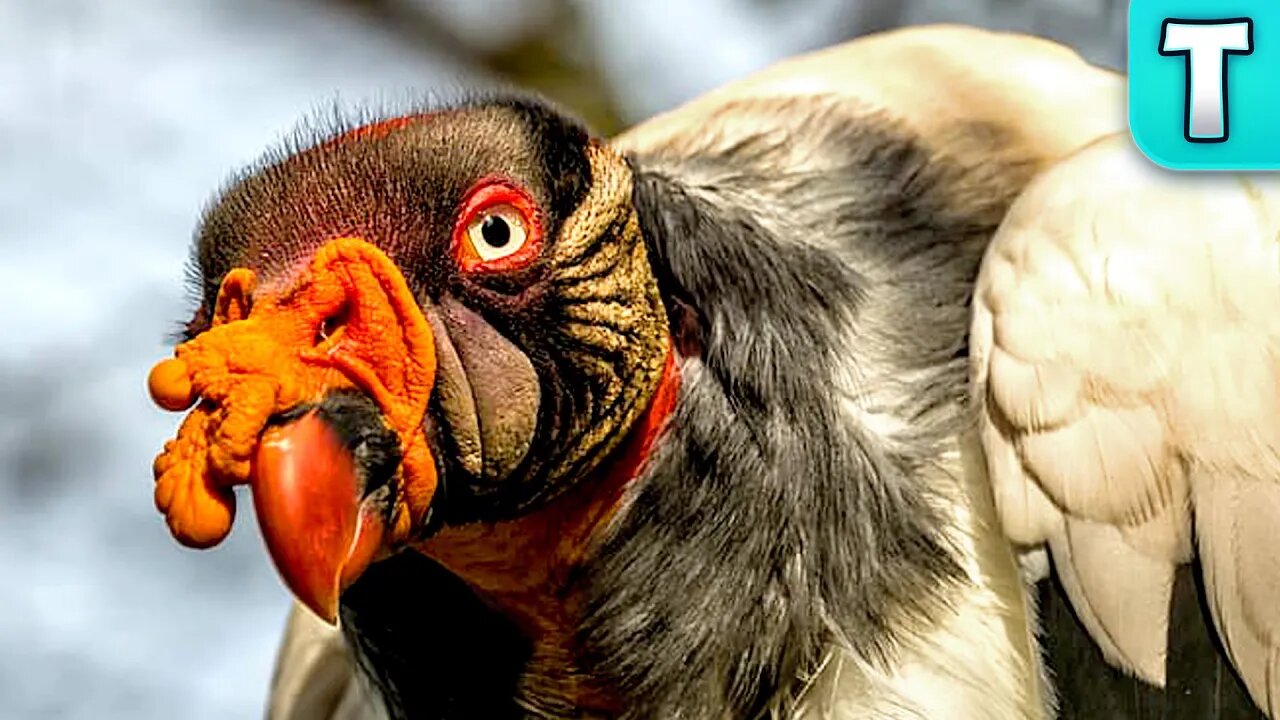 The King Vulture