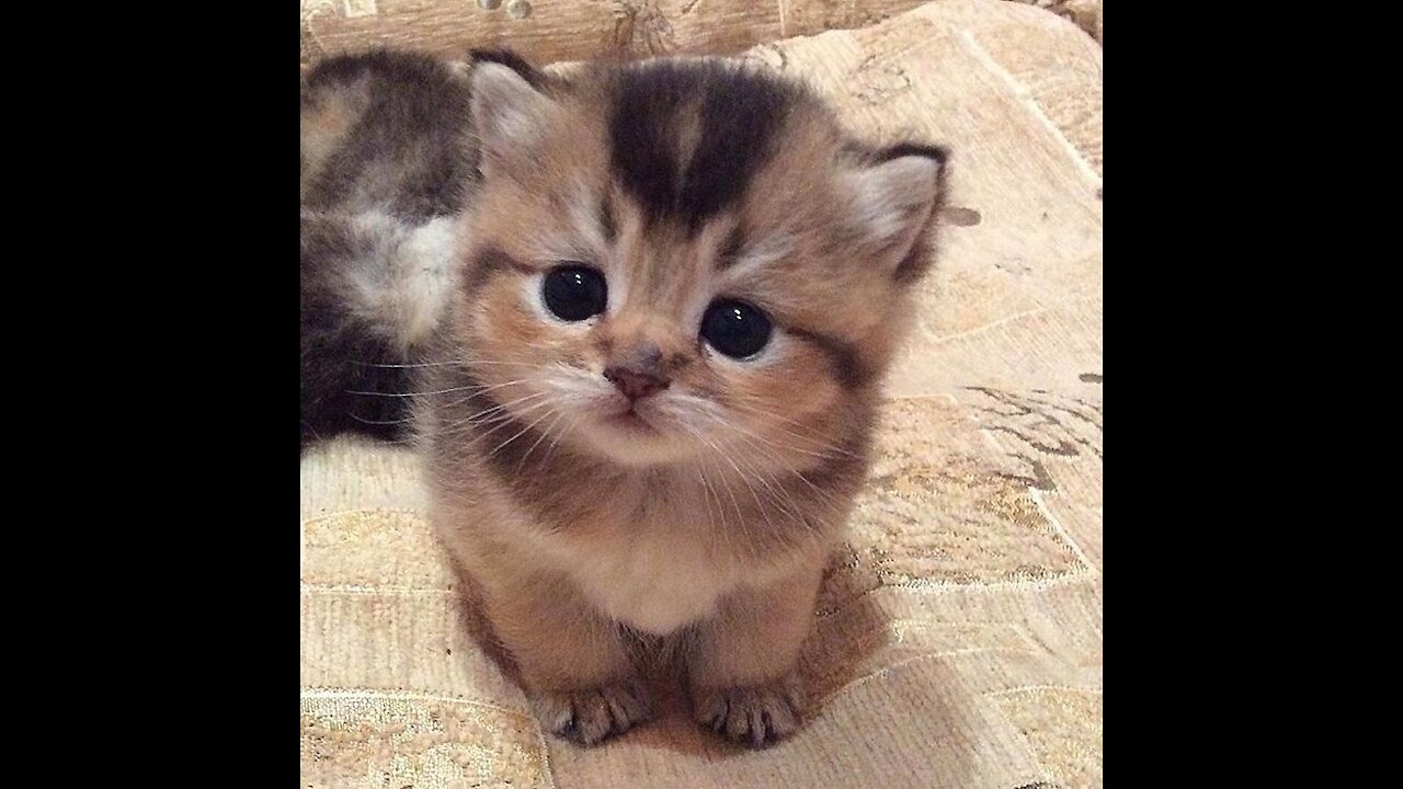 Try Not To Laugh To These Funny and Cute Pets |Cute and Funny pets