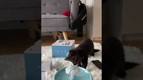 Buddy the when he first time got the water …. Watch his reaction #shorts