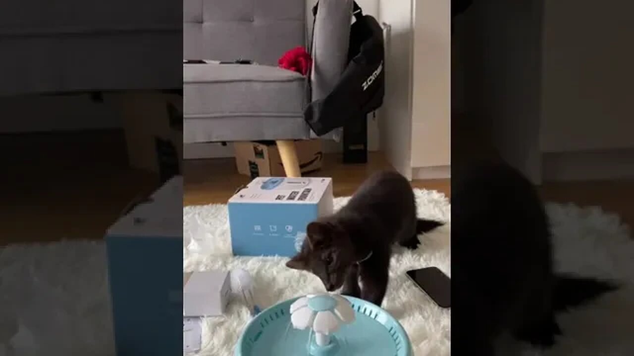 Buddy the when he first time got the water …. Watch his reaction #shorts