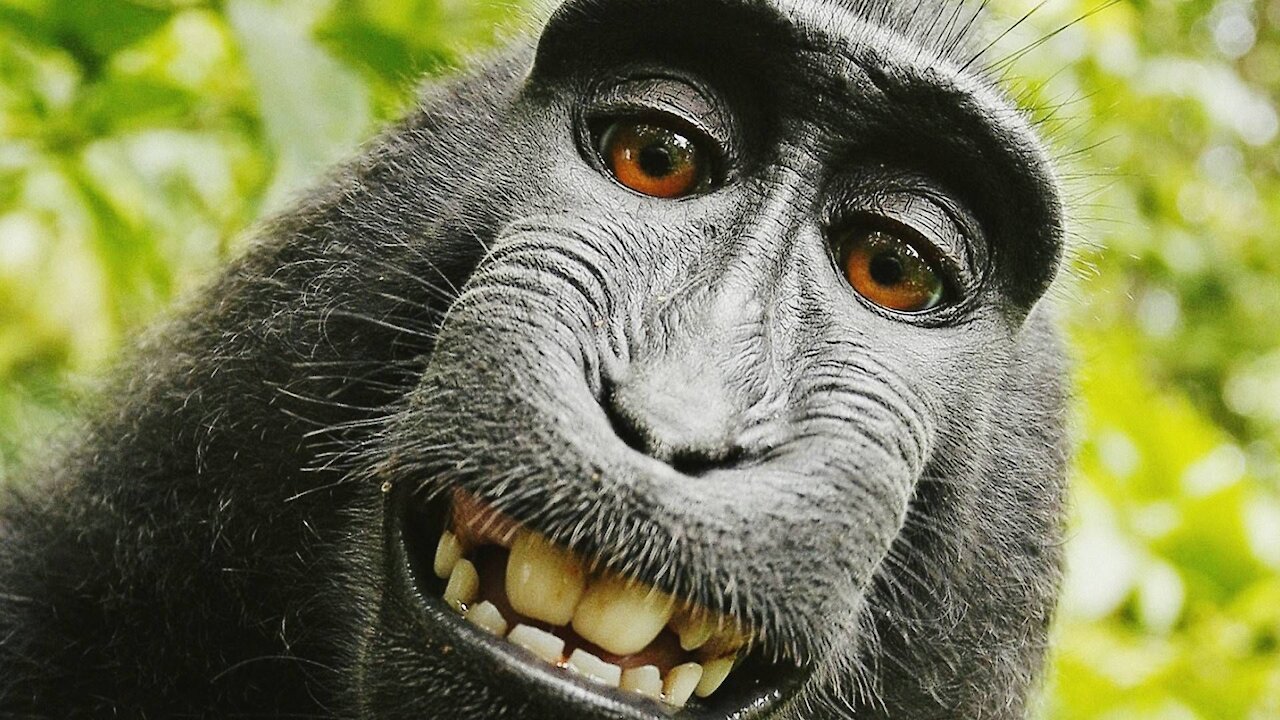 funny monkey video 2020 try not to laugh