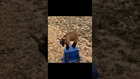 baby goats play king of the bucket #yeet #zoobox #nonsense #goat