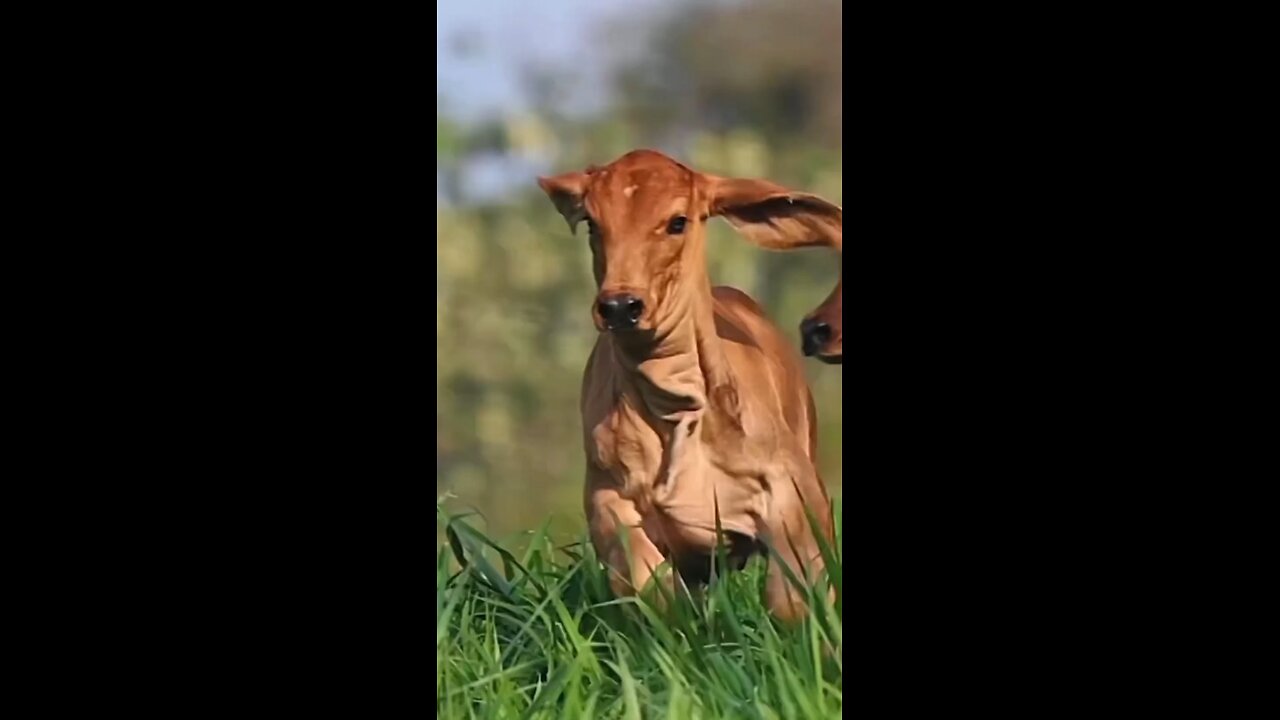 Jai Gau Mata 🙏