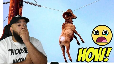 Animals That Asked People for Help..