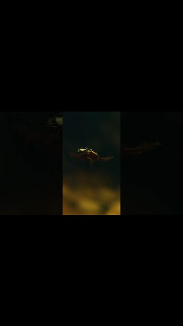 I Am The GREAT Diving Beetle 🪲