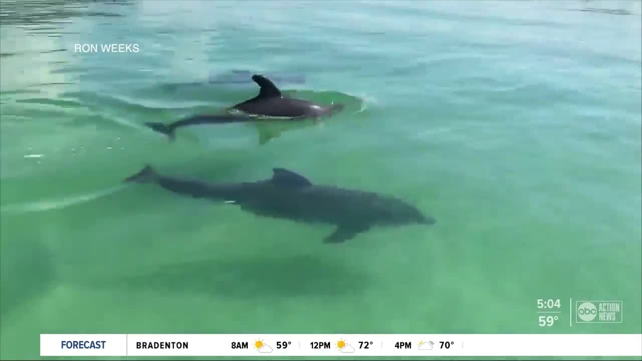 Florida's red tide task force set to deliver new recommendations to state lawmakers