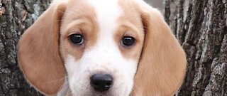 Valley man gets runaround trying to buy puppy