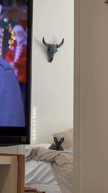 Just a bunny doing a 360 of happiness