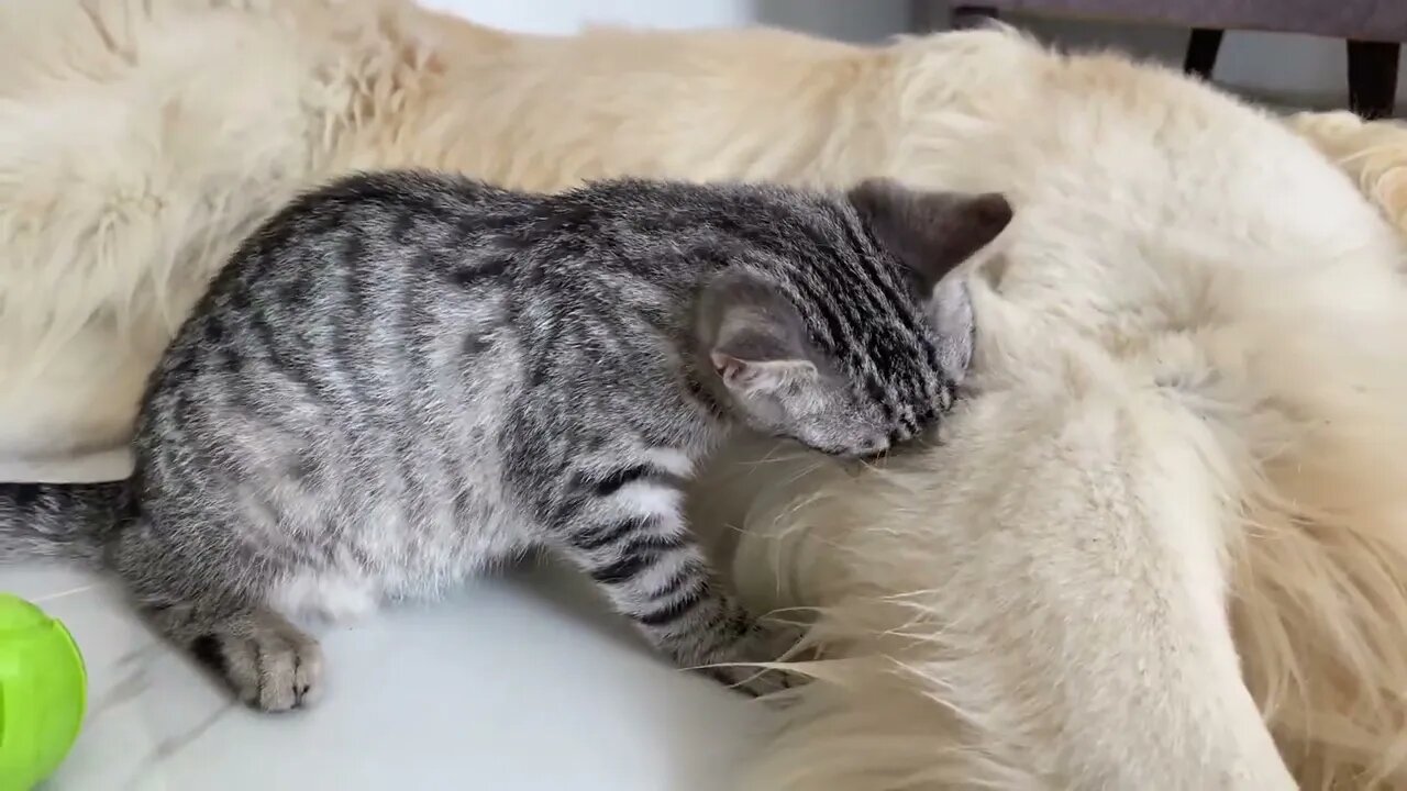 Funny Golden Retriever and Kitten