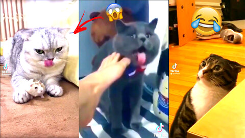 Funny animal video - Cute and funny cats - try not to laugh