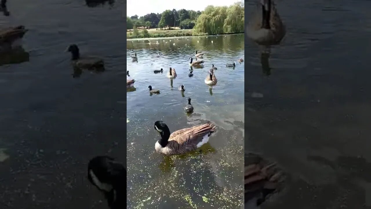 Dancing duck duck go..