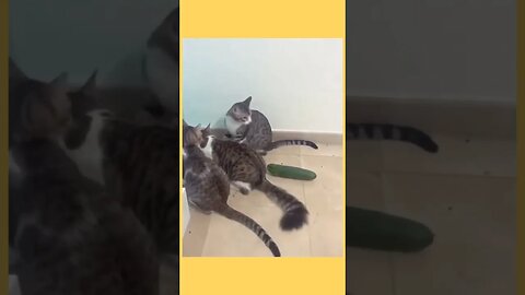 funny cat video