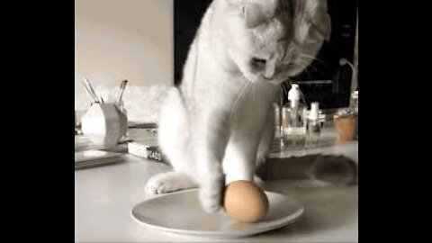 Basic Cat Training Tips