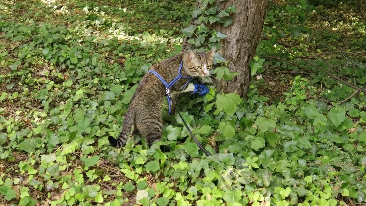 Funny Cat Wears Shoes