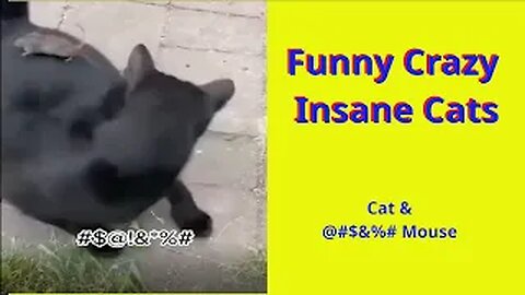 Funny Crazy Insame Cats And Other Animals