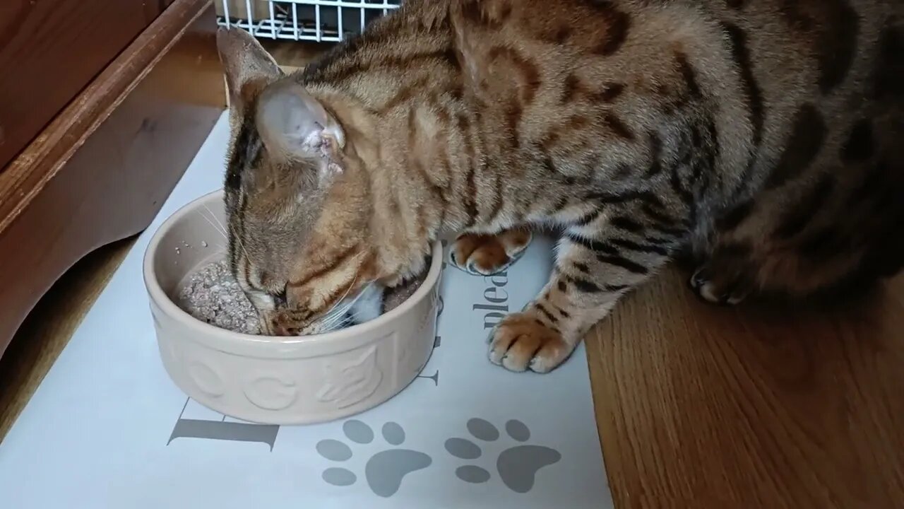 Bengal cat is a noisy eater 😂🐆🍖