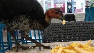 Une dinde audacieuse tente de voler une barquette de frites