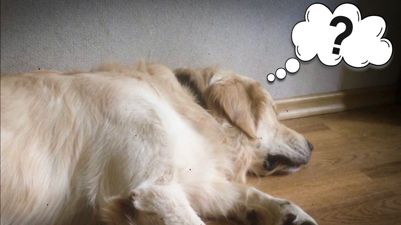 Dreams of The Golden Retriever. What s he dreaming about?