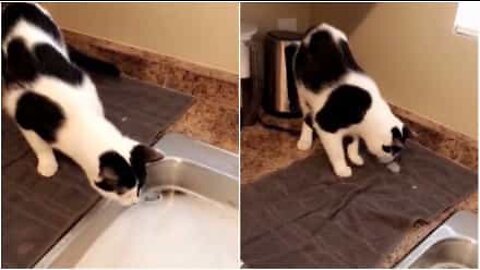 猫には泡は理解できない！