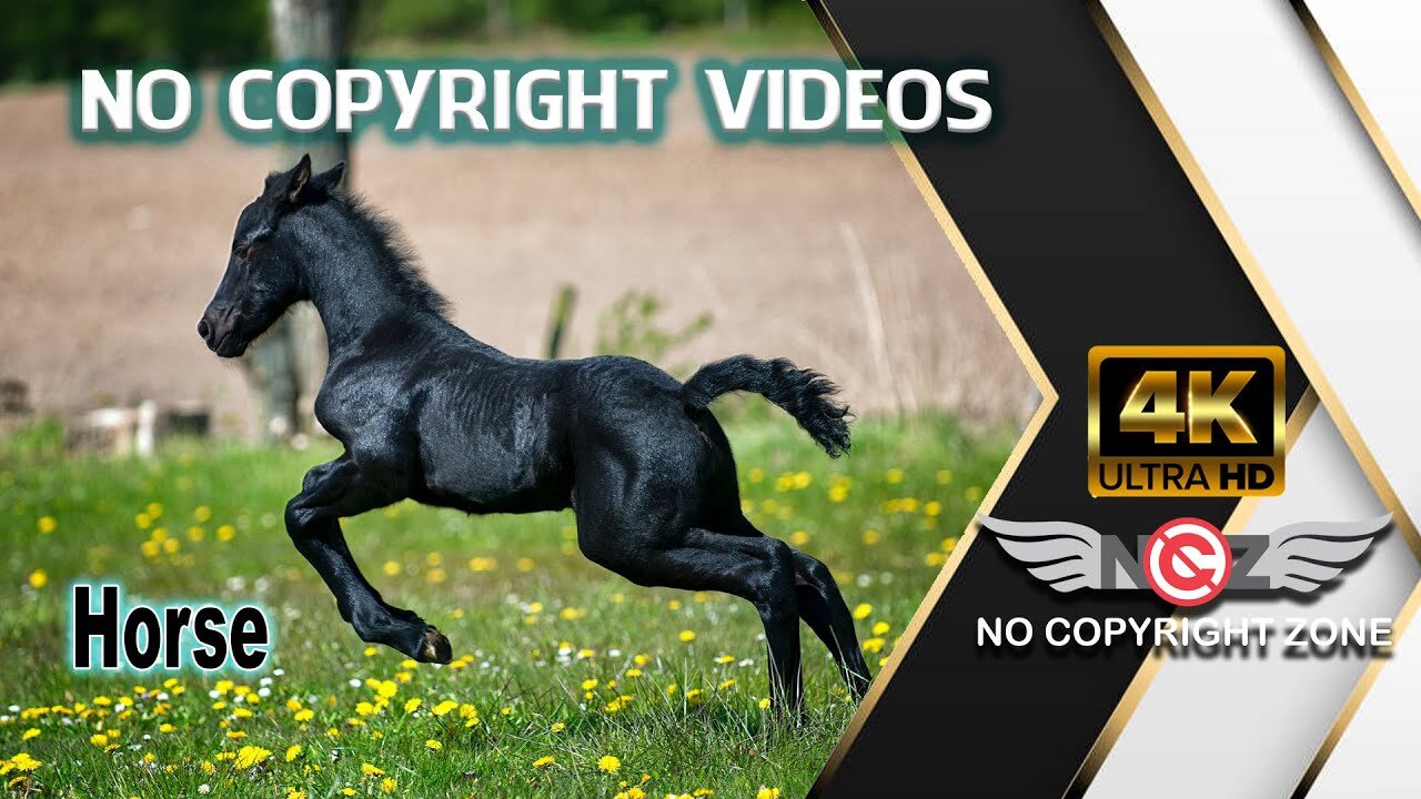 No Copyright Videos -Horse -Free Video Footages about Strongest & beautiful Horse- No Copyright Zone