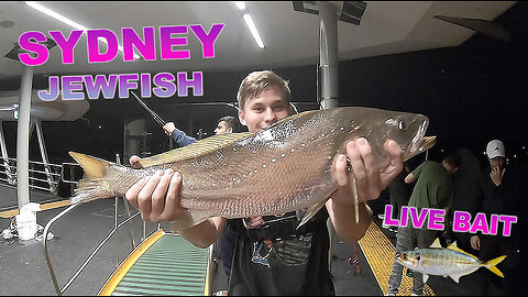 SYDNEY HARBOUR JEWFISH LIVE BAIT