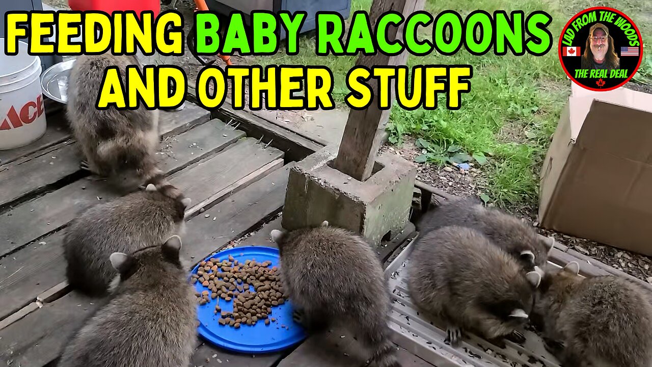 08-02-23 | Feeding Baby Raccoons And Other Stuff | The Lads Raccoon Vlog-006