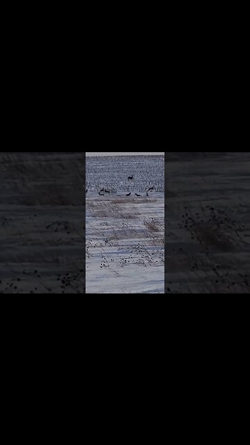 Home, home on the range. #shorts