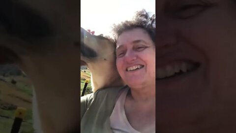 Dog gives owner a surprise cuddle