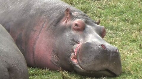 Hippos sleeping