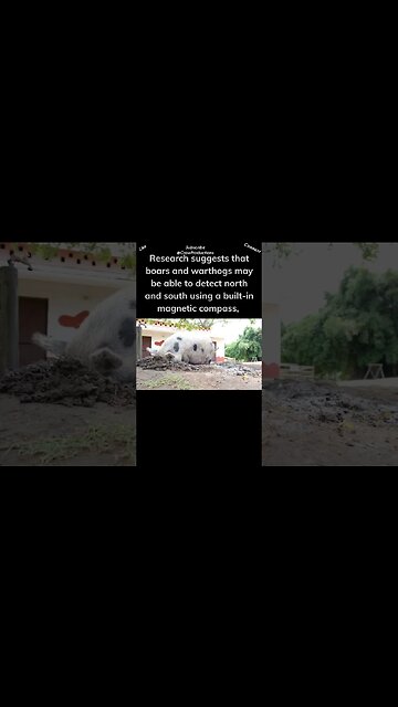 Pigs Have an Excellent Internal Compass #pig #shorts