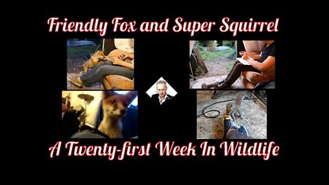 A Twenty-first Week In Wildlife - Friendly Fox and Super Squirrel !