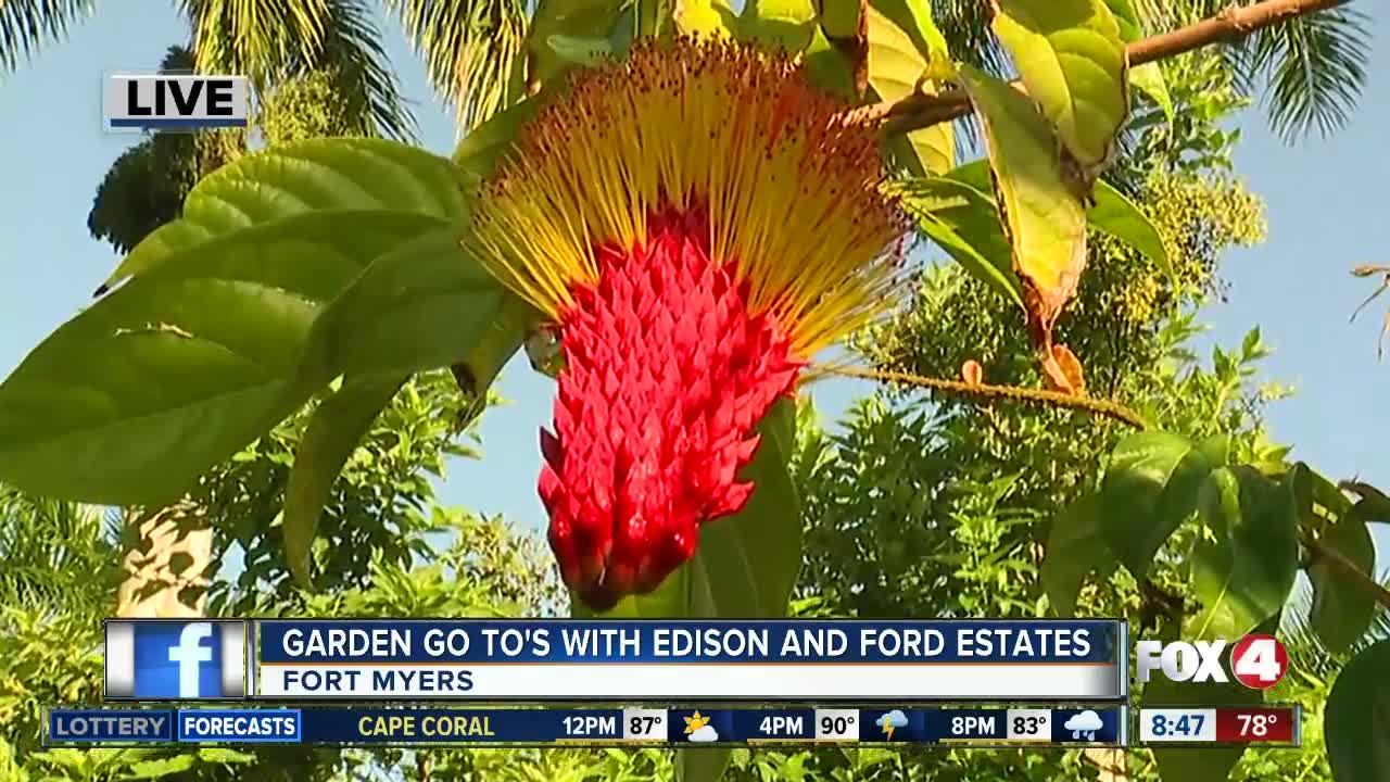 Garden Go To's at Edison and Ford Winter Estates