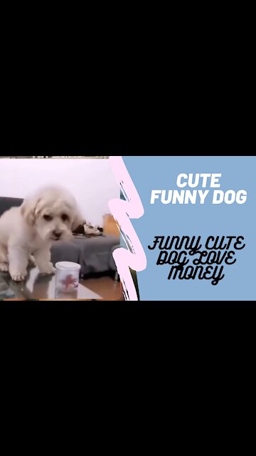 Cute funny dog love money!