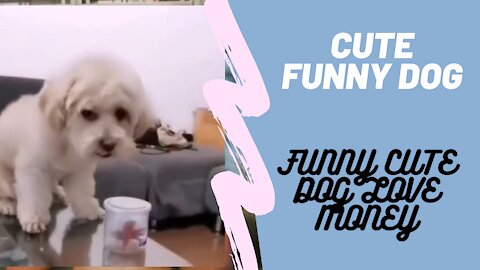 Cute funny dog love money!