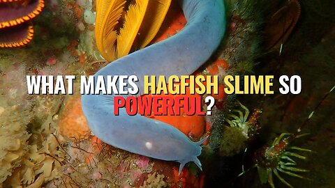 What Makes Hagfish Slime So Powerful?