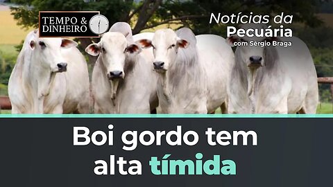 Boi gordo tem alta tímida com indústrias ofertando mais pelo boi China