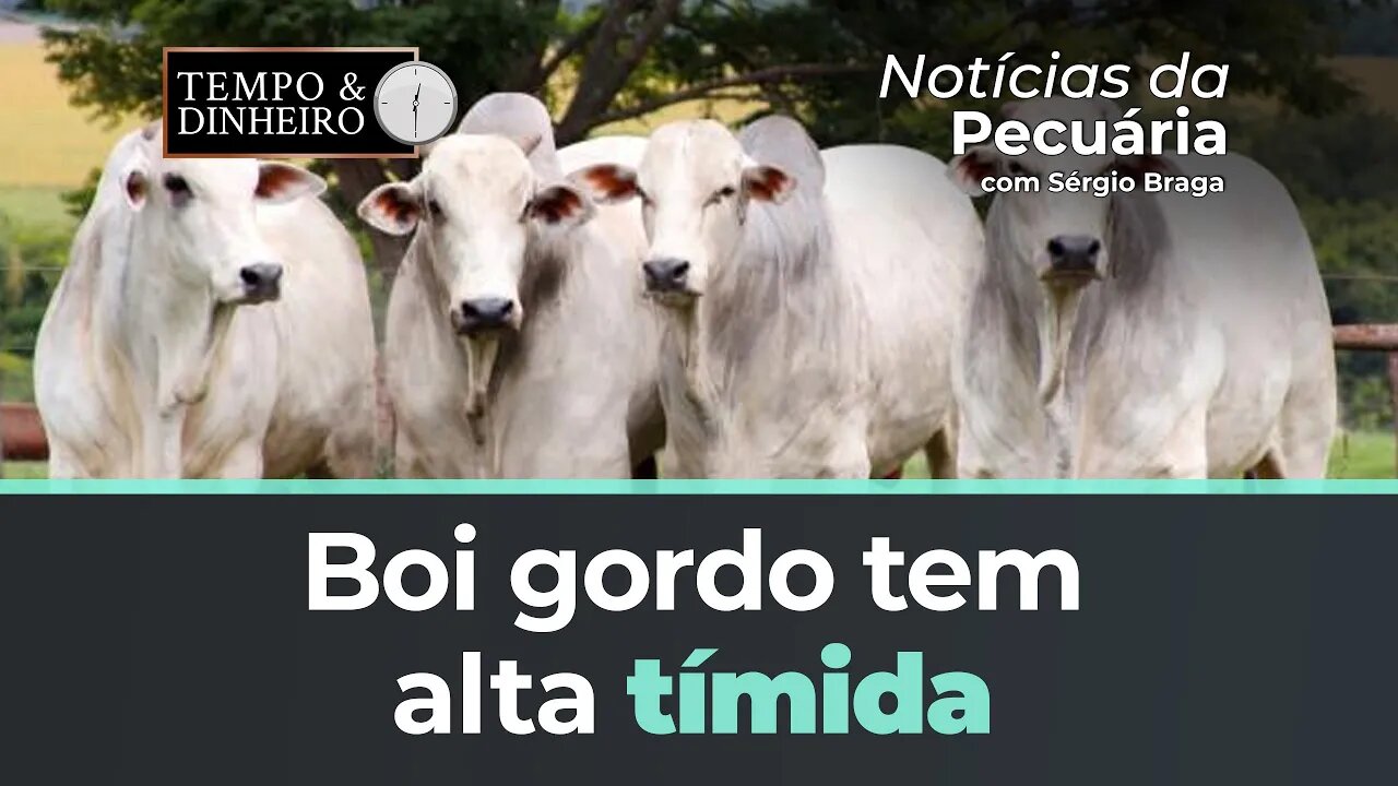 Boi gordo tem alta tímida com indústrias ofertando mais pelo boi China