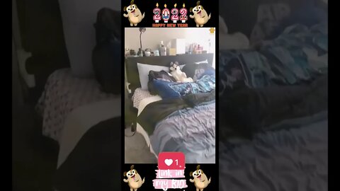 #21_😂🐶😂 #Baby #Dogs - #Cute and #Funny #Dogs #Video 😂🐶😂 (#2022)