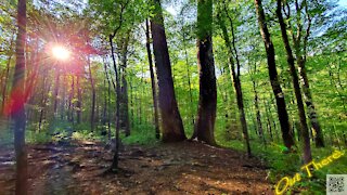 Joyce Kilmer Memorial Forest - Out There!