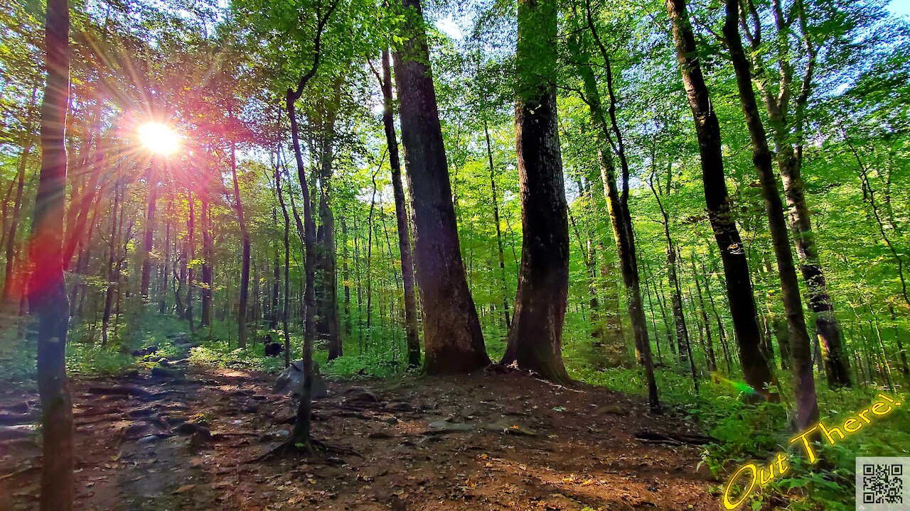 Joyce Kilmer Memorial Forest - Out There!