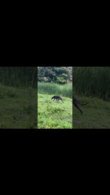 Disabled Greyhound wonky Frolics 💕