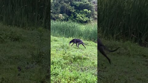 Disabled Greyhound wonky Frolics 💕