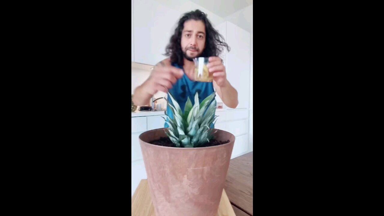Grow Pineapple at Home !