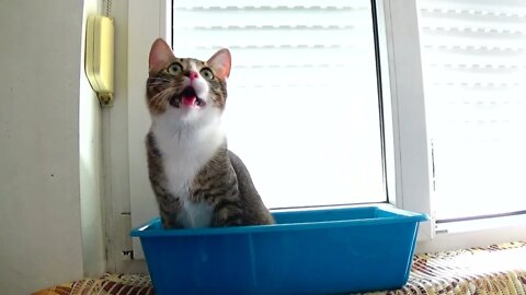 Right to Left, this Is How the Kitten Trains