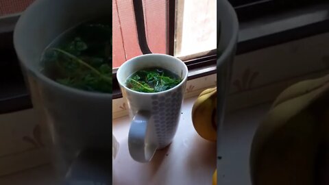 Special Tea Recipe #sfmcollective #shorts #tea #wild