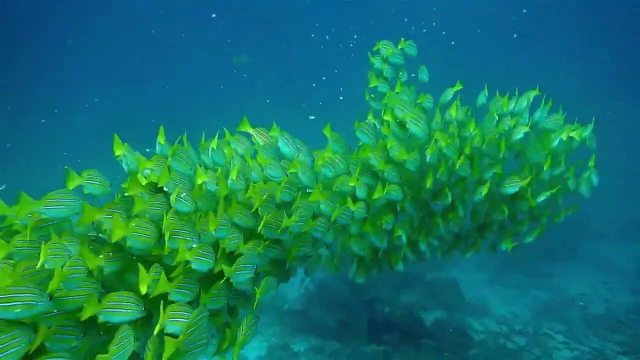 ikan ikan di bawah laut sangat indah