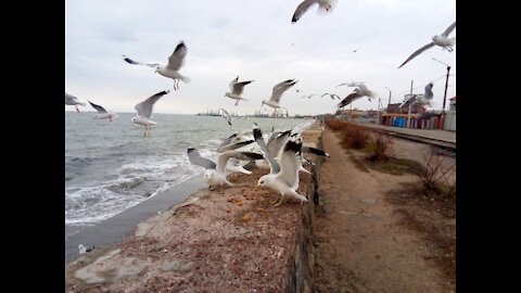 Seagulls want to eat at sea in winter