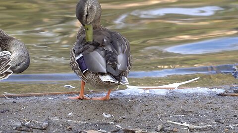 CatTV duck cleaning close